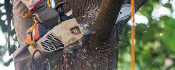 Best Tree Preservation Services  in Fiskdale, MA